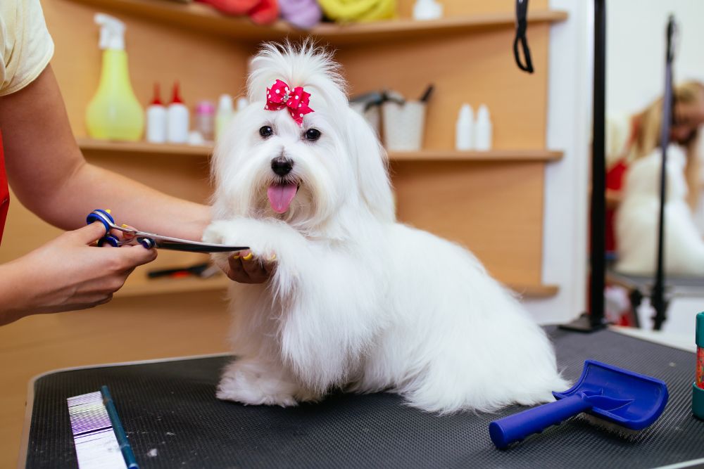 How Dog Grooming Can Improve Your Pet’s Health